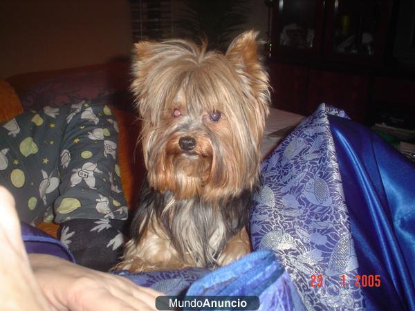 PRECIOSOS CACHORROS YORKSHIRE TERRIER