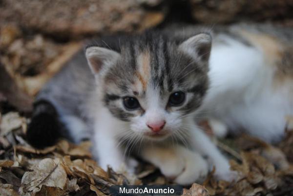 Preciosos gatitos rurales :)