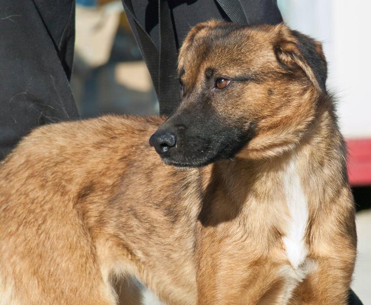 Ágata preciosa pastor belga malinois