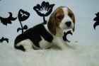 camada de beagle!! estupendos cachorros-disponemos de machos y hembras - mejor precio | unprecio.es