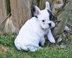 Hombres y mujeres adorables cachorros bulldog francés disponibles