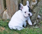 Hombres y mujeres adorables cachorros bulldog francés disponibles - mejor precio | unprecio.es