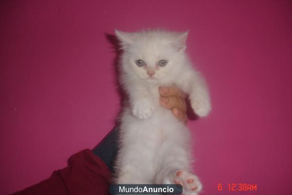 regalo gatas albinas persa 686 17 43 41