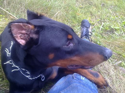 Vendo doberman