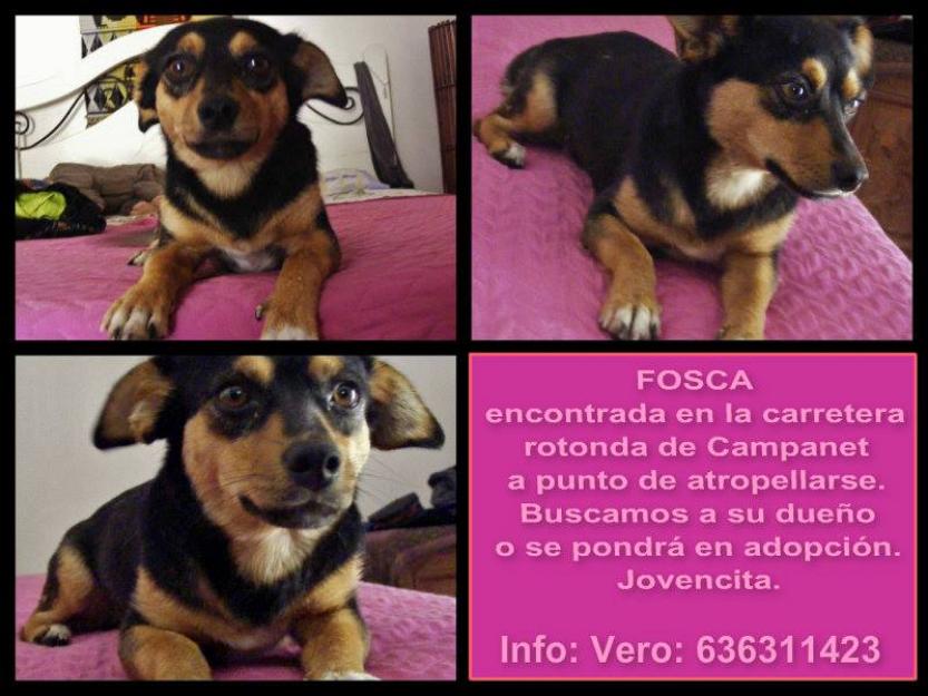 Mix ratera pequeña en adopción,