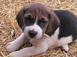 beagle cachorro