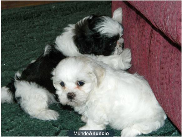 Bichon Frise cachorros