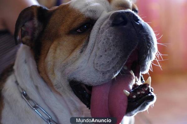 busco novia para un bull dog inglés