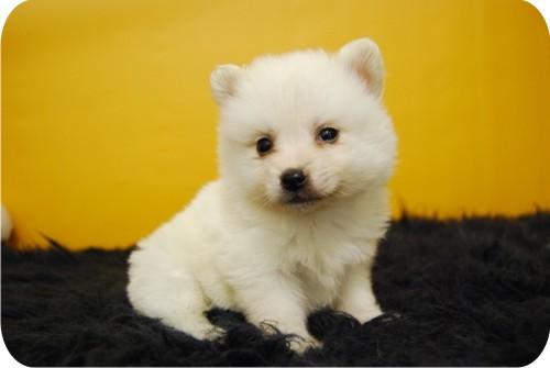 CACHORROS POMERANIA AUTENTICOS DE RAZA CON PEDIGREE