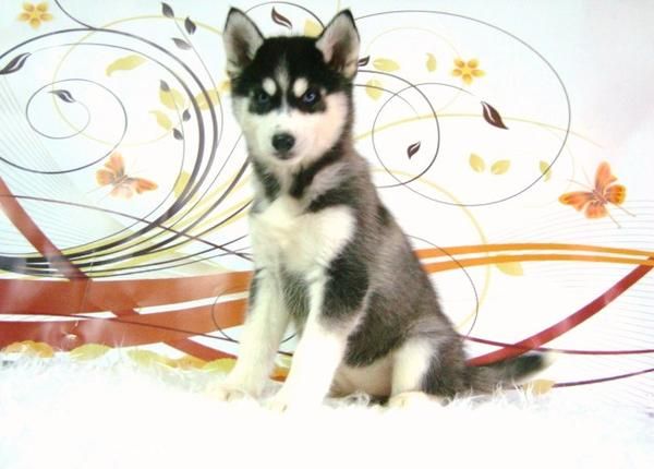 HUSKY SIBERIANO CACHORROS CON PEDIGRE