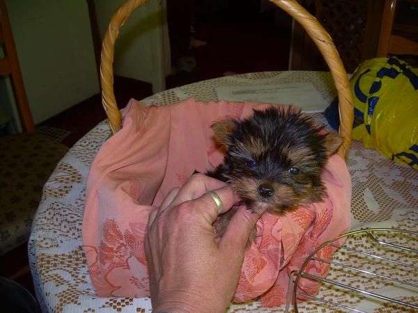 yorkshire terrier con pedigree y afijo