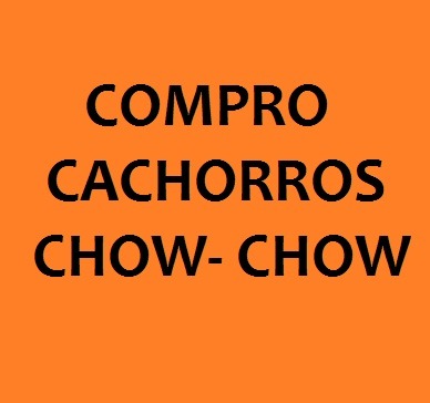 busco compra cachorro chow chow