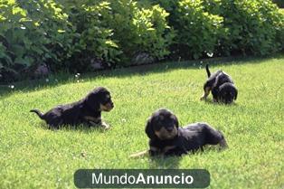 Cachorros grifon Nivernes