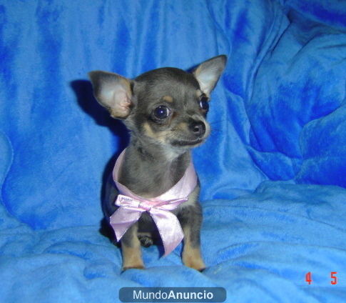 CHIHUAHUA hembrita AZUL(blue mauricius)