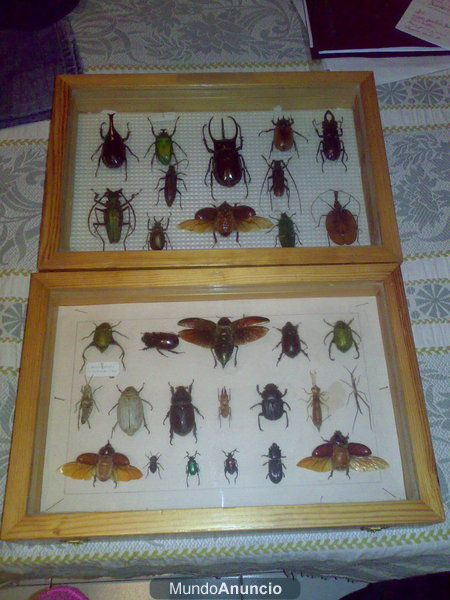 coleccion de insectos grandes de todo el mundo