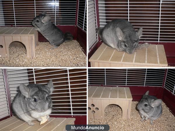 PRECIOSA CHINCHILLA GRIS-PLATEADA