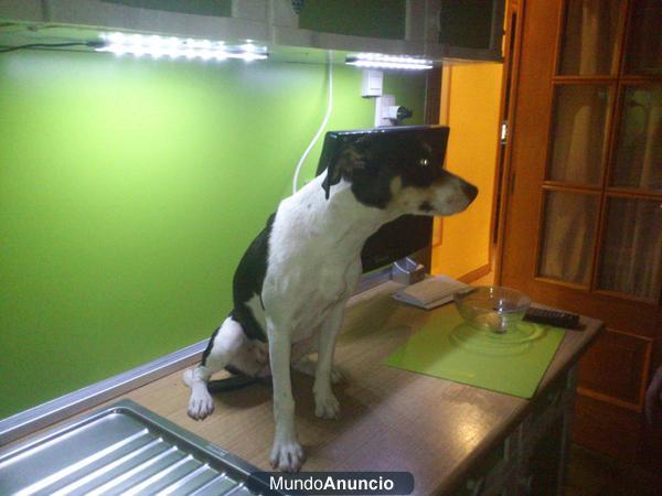 Regalo cachorra de 6 meses de raza Bodeguera