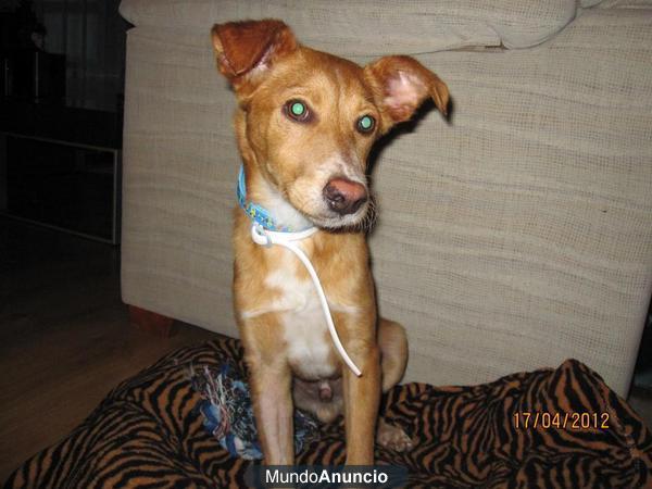 RIBER,cachorro muy especial rescatado de una muerte segura