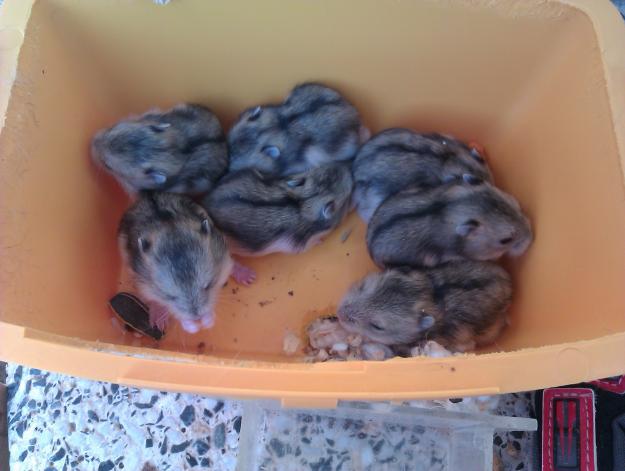 SE VENDEN HAMSTER RUSOS