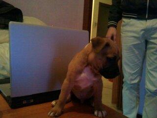 Ultimo cachorro de american pitbull 150 euros en zaragoza