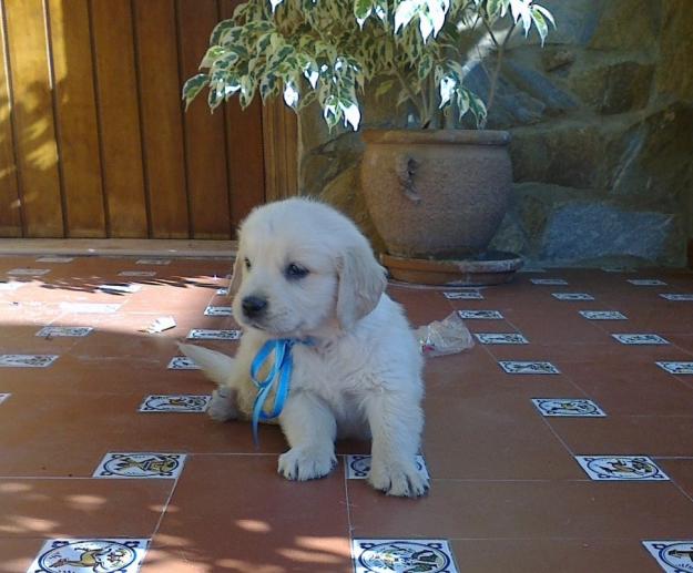 Golden Retriever pedigrí