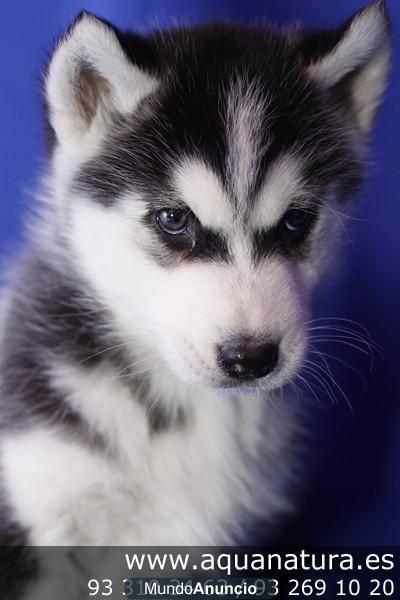 *ALASKA MALAMUTE - CACHORROS EN AQUANATURA  -  MACHOS Y HEMBRAS - TIENDA EN BARCELONA Disponemos de cachorros, machos y