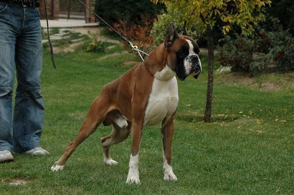 boxer cachorros dorados y atigrados