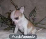 Cachorritos de chihuahuas de varios colores