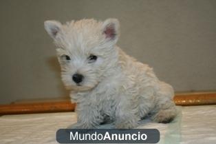 Cachorritos de West highland, con excelente pedigree de la LOE.