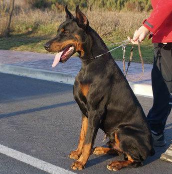 Camada Doberman Gandy Royal Bell