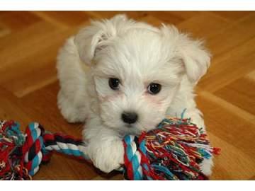 CAMADITA BICHON MALTES DE PURA RAZA. TIENDA. GRAN OFERTA