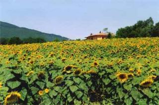 Casa rural : 2/40 personas - piscina - gavorrano  grosseto (provincia de)  toscana  italia