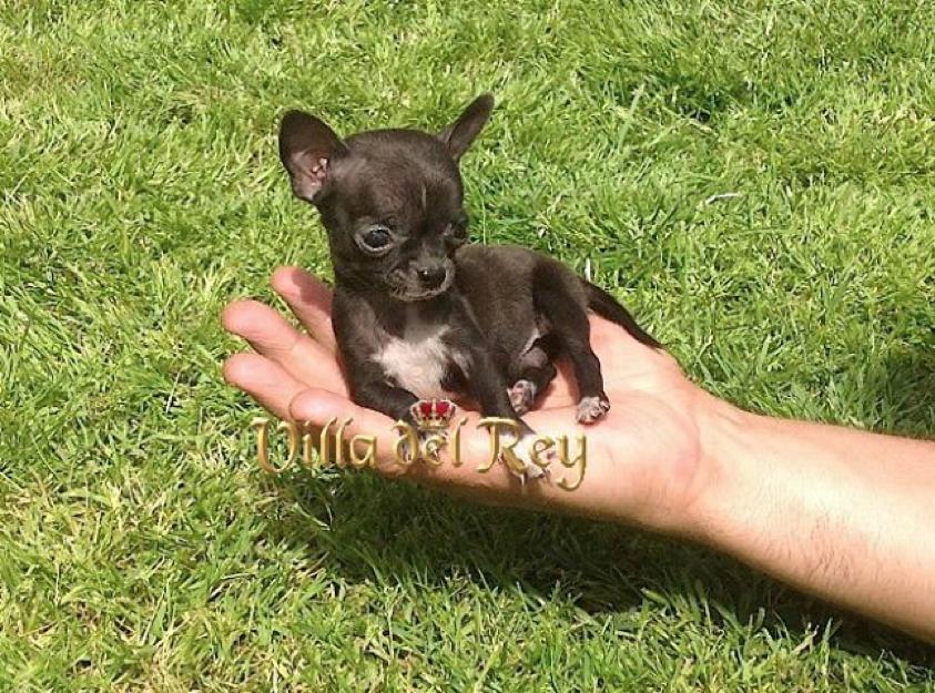 Chihuahuas en venta