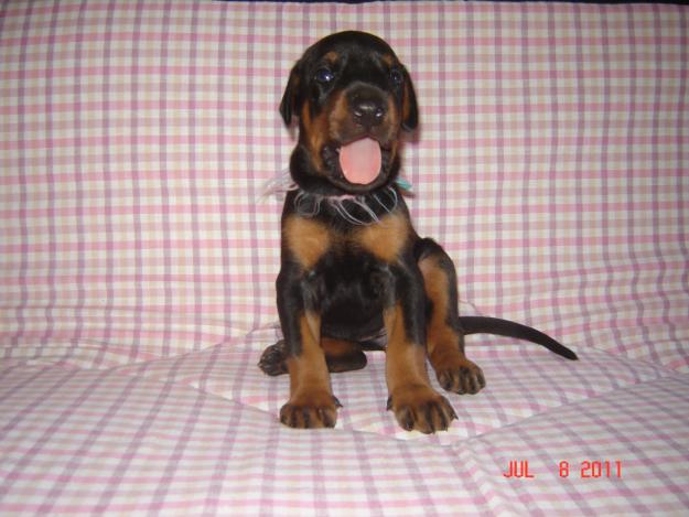 DOBERMAN EXCELENTE CAMADA CON LOE