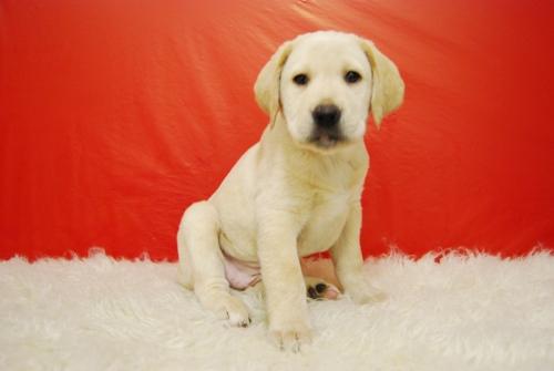 Labrador Retriever cachorros inscritos en Loe de la Real Sociedad Canina