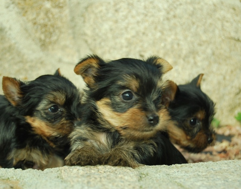 Unicos cachorros Nacionales de yorkshire Toy; maxima seguridad y calidad