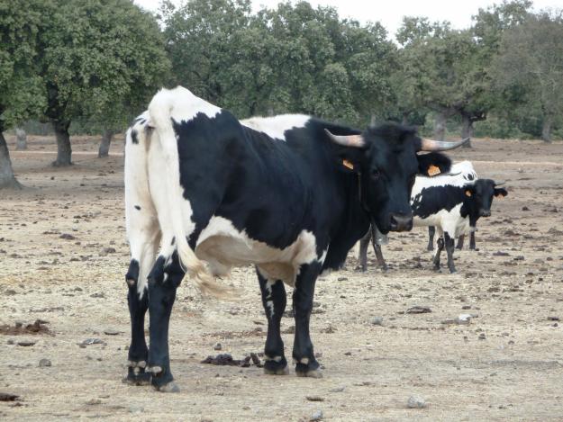 Venta de bueyes berrendos en negro económicos para carne,como para usos tradicionaleS!!!!