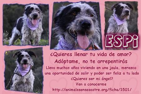 Perro en adopción