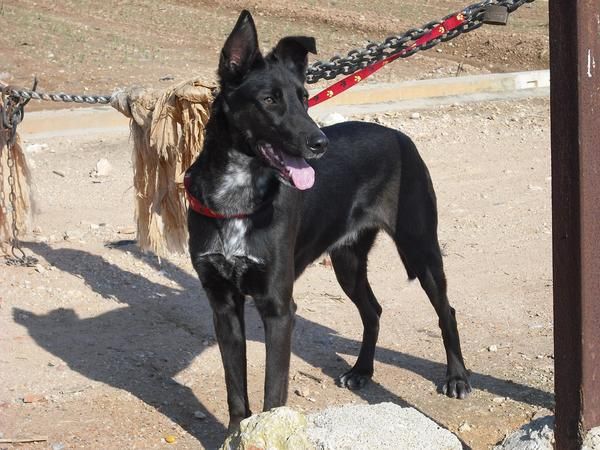 ADOPTA PERRO EN SUECA