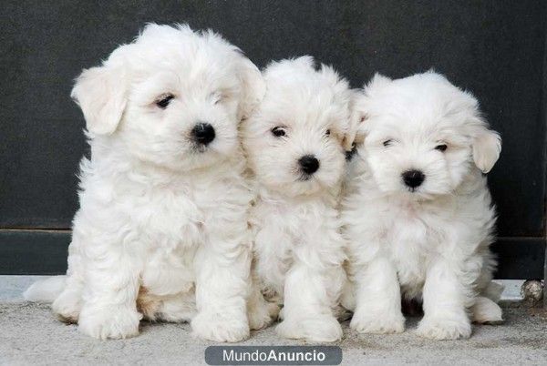 Bichon Maltés, te van a encantar