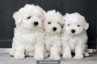 Bichon Maltés, te van a encantar - mejor precio | unprecio.es