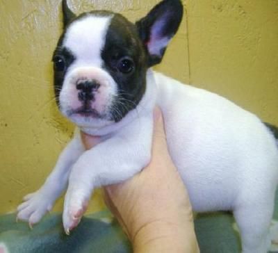 bulldog frances con 2 meses economico