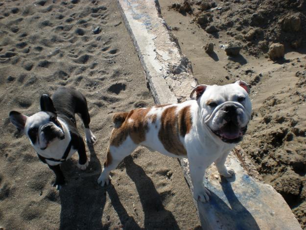 Bulldog ingles y frances buscan novias!!!