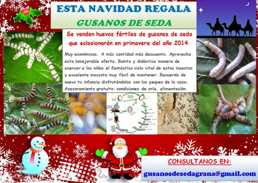 Esta navidad regala gusanos de seda