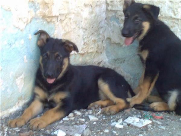 se venden cachorros de pastor aleman