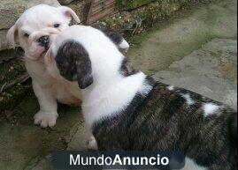 Cachorro Bulldog Inglés