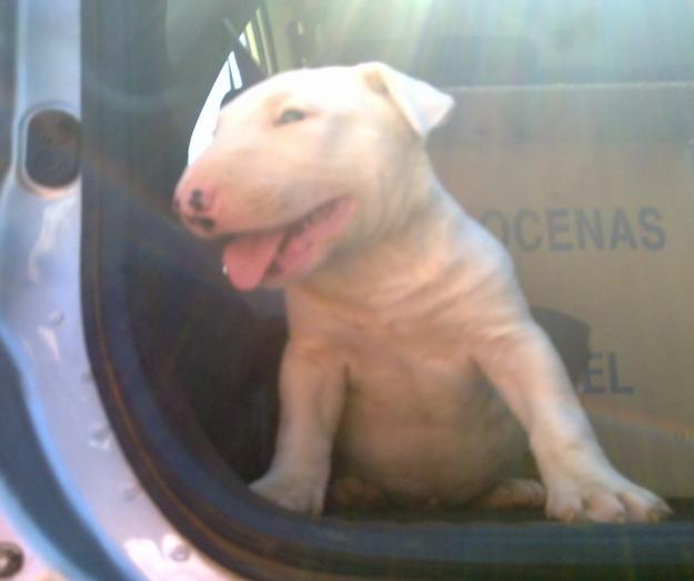 bull terrier cachorro  200e  con pedigree