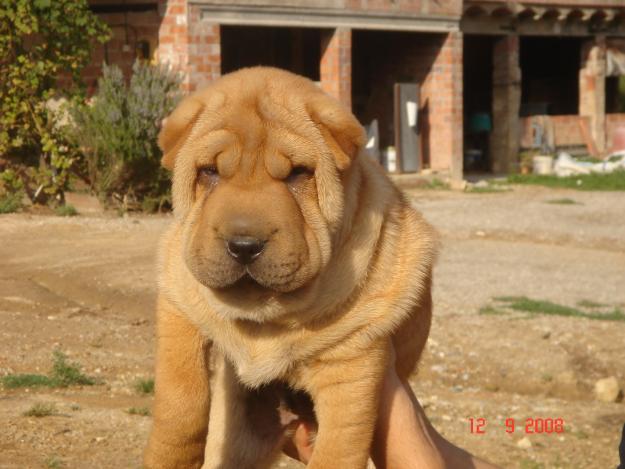 CACHORROS DE SHAR PEI 600€