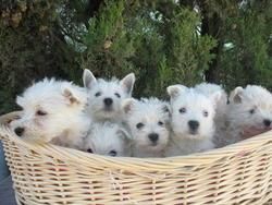 Cachorros Westy 350 euros