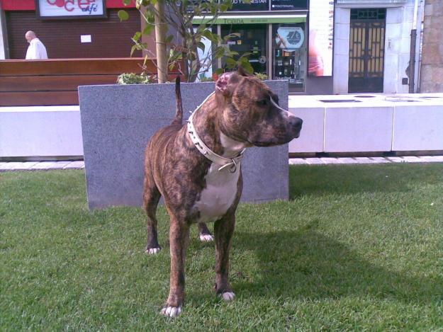 EXCELENTE CAMADA DE PIT BULL TERRIER